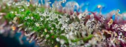 highest thc weed strain michigan Highest THC weed strain flower in Michigan