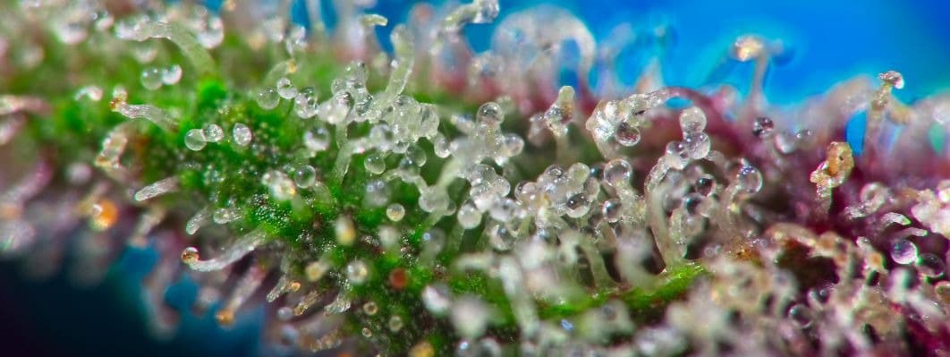 highest thc weed strain michigan Highest THC weed strain flower in Michigan